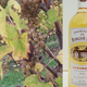 domaine de Burgué-Séré, Jurançon Tradition
