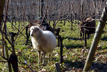 Domaine de SARROS