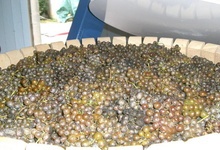 Domaine de SARROS