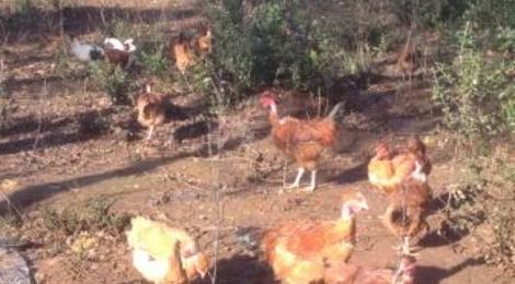 Poulets vifs