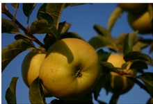 les jardins de la Frolle, Pomme Belchard