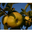 les jardins de la Frolle, Pomme Belchard