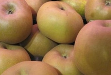 les jardins de la Frolle, Pomme Canada grise