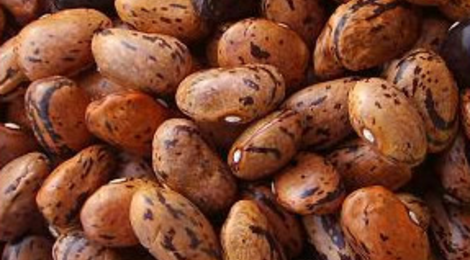 GIE Ferme de Chassagne, Haricots Borlotto