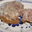 La ferme Bidaud, Terrine campagnarde