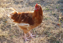poulets