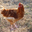 poulets