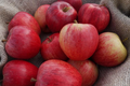 les fruits de Clazay, pomme gala