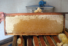 Hervé Villaneau apiculteur