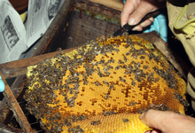 les apiculteurs réunis
