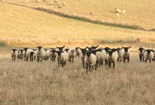 agneaux fermiers,  EARL Chez Bourlot
