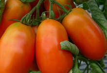 tomates