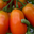 tomates