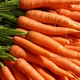 carottes bio