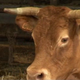 Jacky Dorin, viande bovine