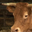 Jacky Dorin, viande bovine