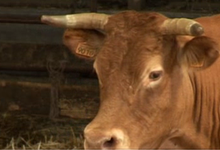 Viande bovine et veau en colis