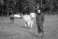 Vincent Grollier, viande bovine