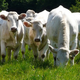 viande bovine