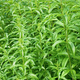 Phytovienne