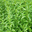 verveine bio