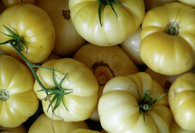 tomate "Beauté blanche" bio