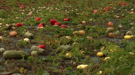 courge bio