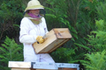 Frédérique HEL, apicultrice
