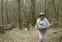 Frédérique HEL, apicultrice