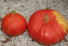 potimarron et la citrouille ou potiron