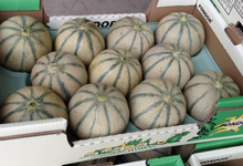 melon du Haut-Poitou