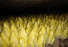 Endives