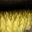 Endives