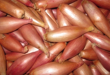 Échalions du Poitou « cuisse de poulet »
