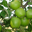 Pomme Granny Smith