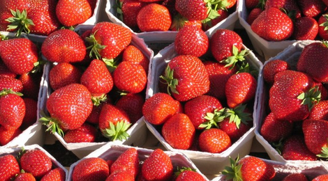 fraise mara des bois