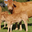 Gaec Alp-Rousse, vache limousine et chèvres