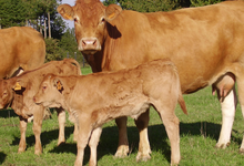 GAEC Alp-Rousse,  Viande bovine 