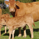 GAEC Alp-Rousse,  Viande bovine 