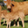 GAEC Alp-Rousse,  Viande bovine 