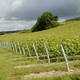 Domaine Daniel Chauveau