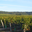 Boisar Fils, domaine du Mortier