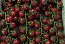  Tomates cerises grappes, Les Saveurs de Chailly 