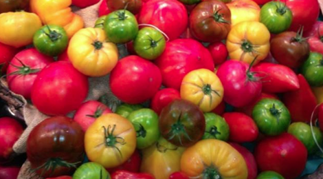  Tomates anciennes andines cornues, Les Saveurs de Chailly 