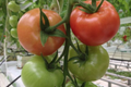  Tomates grappes, Les Saveurs de Chailly 