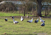 La Mangrière