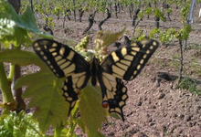 Jean-Marie Amirault, Bourgueil