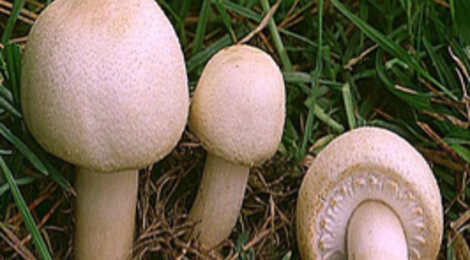champignonnière des Roches, arvensis