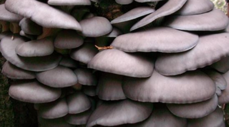 champignonnière des Roches, pleurote