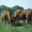 VENTE à la ferme de viande Génisse limousine